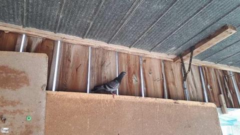 Pigeon Farmhouse - Guardian-Pigeons-Farmhouse13.jpg