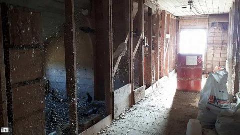 Pigeon Farmhouse - Guardian-Pigeons-Farmhouse42.jpg