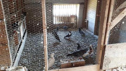 Pigeon Farmhouse - Guardian-Pigeons-Farmhouse14.jpg