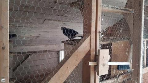 Pigeon Farmhouse - Guardian-Pigeons-Farmhouse43.jpg