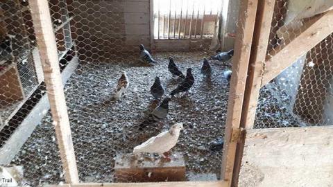 Pigeon Farmhouse - Guardian-Pigeons-Farmhouse15.jpg