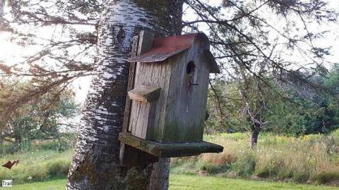 Pigeon Farmhouse - Guardian-Pigeons-Farmhouse29.jpg