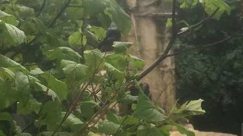 Rockcliffe Rockeries - Sopers-Fountain--Ruins11.jpg