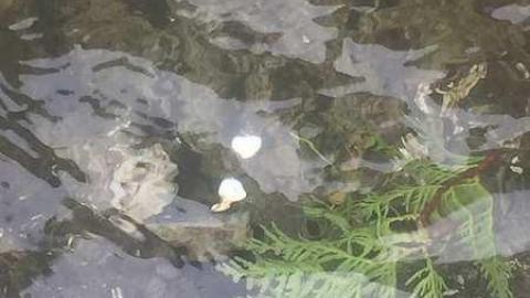 Soper's Fountain / Ruins photo 3