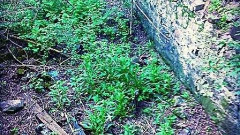 Bare bones - Historic-Port-Hope-(Assorted)27.jpg