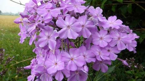 August 2017 - P1110842.jpg