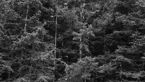 B&W Holsteins - Holstein-Pioneer-Cemetery12.jpg