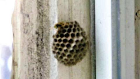 The Italian Job - Wilsons-Con24.jpg