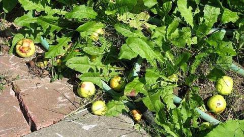 The Italian Job - Wilsons-Con45.jpg