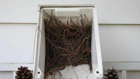 Pining for Durham - 14.jpg