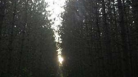 Oct. 2017 - Pefferlaw-Shining-House29.jpg