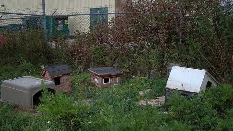 Cats Have Staff - 9.jpg