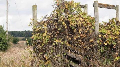 Oct 2017 - Scenic-Farm-on-Township-Rd.-3157.jpg