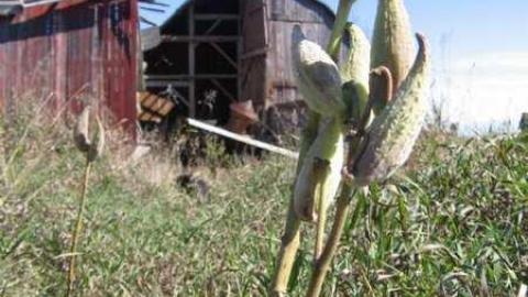 Stouffville & McCowan Farm - Stouffville-Rd-and-McCowan-Farm7.jpg