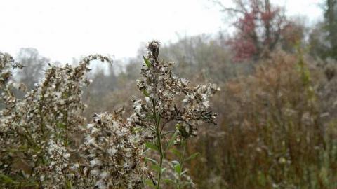 Photo from Nov 15th.