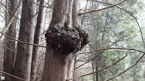 Chambers Bridge Nov 2017 - Chambers-Bridge10.jpg