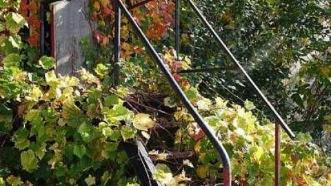 I Am Not Your Maid '17 - DSC09376.jpg