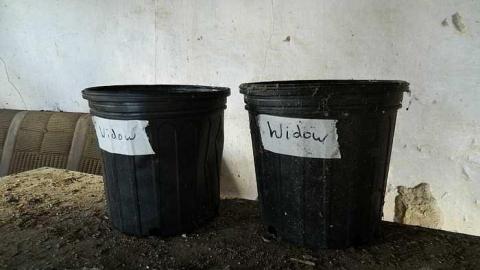  Grandmas Grow op?? - b-DSCN5928.jpg