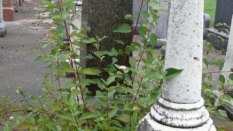 Good Shephard - Church-Of-The-Good-Shepherd41.jpg