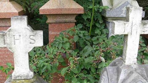 All in a Row - Highway-6n6---Pioneer-Cemetery38.jpg