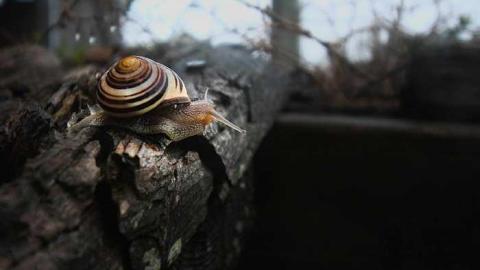 Bare Bones - Melancthon-(ghost-town)4.jpg