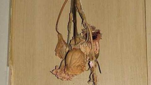 Foxy Lady - O6-1-A.K.A.-The-Fox-Run24.jpg