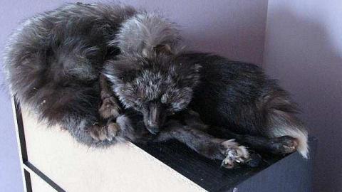 Foxy Lady - O6-1-A.K.A.-The-Fox-Run31.jpg