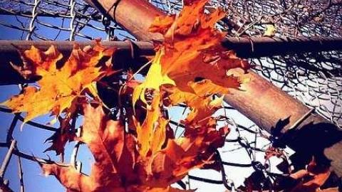 Camp 30 - Camp-30-Bowmanville1545.jpg