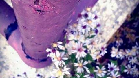 Camp 30 - Camp-30-Bowmanville1547.jpg