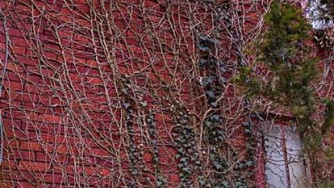 Peter Cottontail - You-Were-But-A-Ghost-In-My-Arms63.jpg