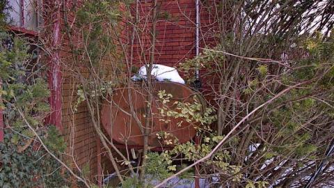 Peter Cottontail - You-Were-But-A-Ghost-In-My-Arms1.jpg