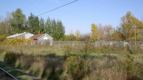 Locust Plague - Locust-Hill-Assorted8.jpg