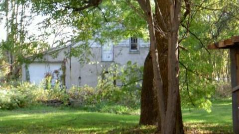 Locust Plague - Locust-Hill-Assorted10.jpg