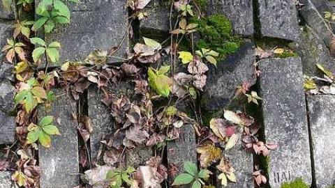 October 2017 - WhitePorter-Cemetery31.jpg