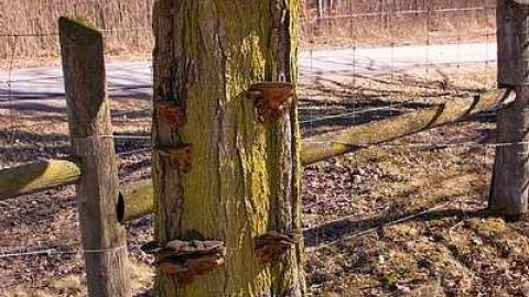 He Giveth His Beloved Sleep - Grahams-Pioneer-Cemetery5.jpg