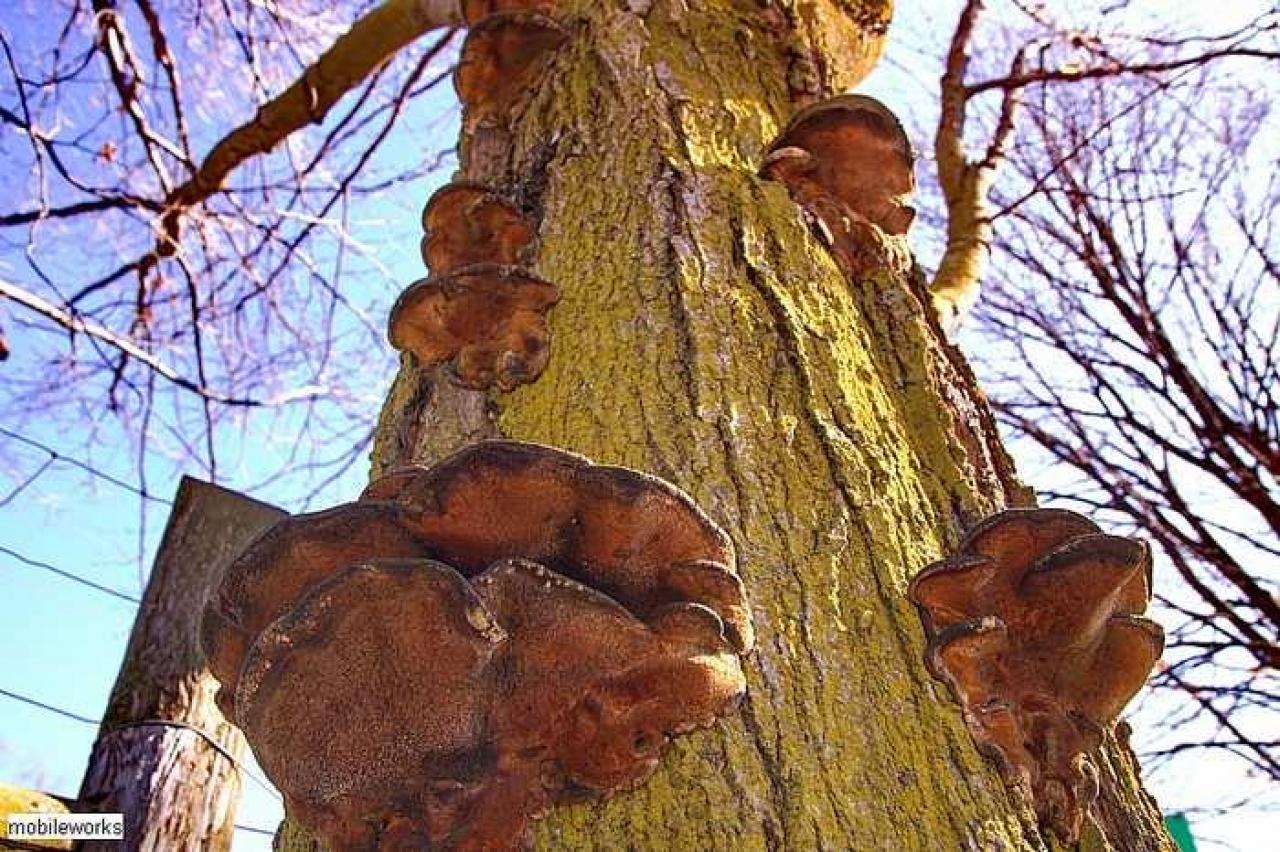 He Giveth His Beloved Sleep - Grahams-Pioneer-Cemetery6.jpg