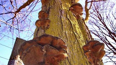 He Giveth His Beloved Sleep - Grahams-Pioneer-Cemetery6.jpg