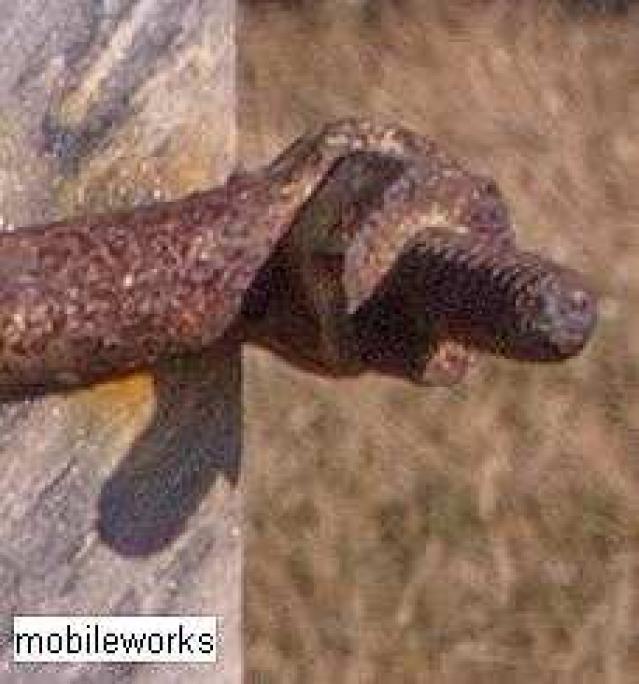 Rosemont Pioneer Cemetery - Adjala-Tosorontio, Ontario