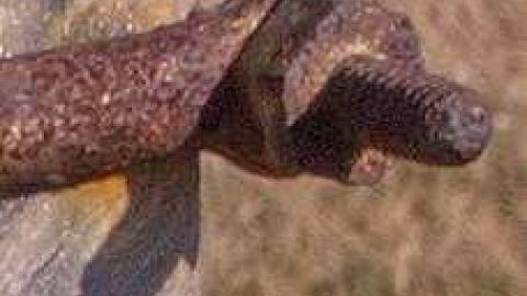 Rosemont Pioneer Cemetery - Adjala-Tosorontio, Ontario