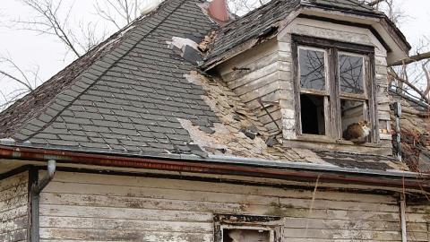 Photo from Little Friend in the Window