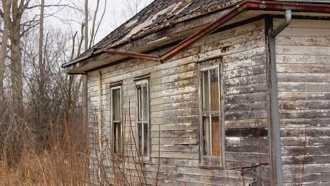 Little Friend in the Window - 77DB99BA-636F-42BD-8F2B-C61DFAADA07C.jpeg