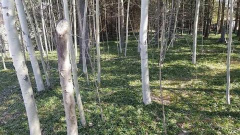 Photo from Marian Pioneers