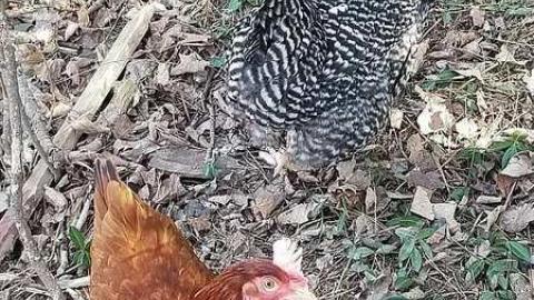 Marian Pioneers - Marian-Cemetery10.jpg