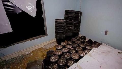 Gone to Pot - IMG_0160s.jpg