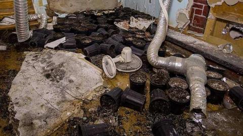 Gone to Pot - IMG_0161s.jpg