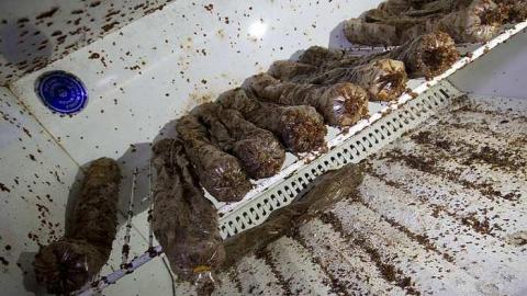 Gone to Pot - IMG_0182s.jpg