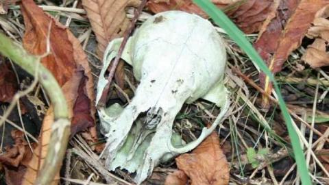 Green Victorian Farmhouse  - Big-Green7.jpg