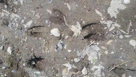 May 2018 - House-In-The-Swamp47.jpg