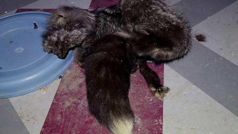 FoxTrot & Gumballs '18 - O6-1-A.K.A.-The-Fox-Run61.jpg