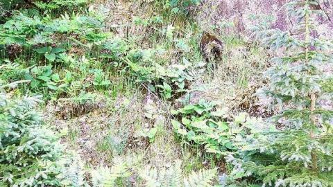 Rydal Bank 1900 - 2018 - Rydal-Bank5.jpg